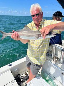 Big Cobia from Crystal River